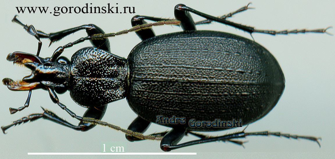 http://www.gorodinski.ru/carabidae/Cychrus sabdensis sabdensis.jpg